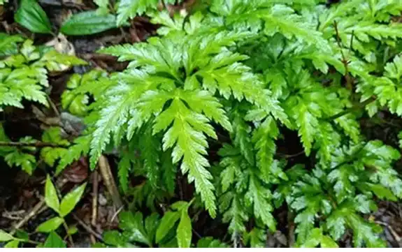 Rhizoma Coptidis Powder: Uses in Modern Herbal Applications